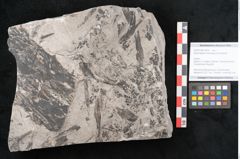 Foto (Objekt + Etikett) von Sphenopteris hoeninghausi Brongniart (NHMW-GEO-2024-0188-10814)